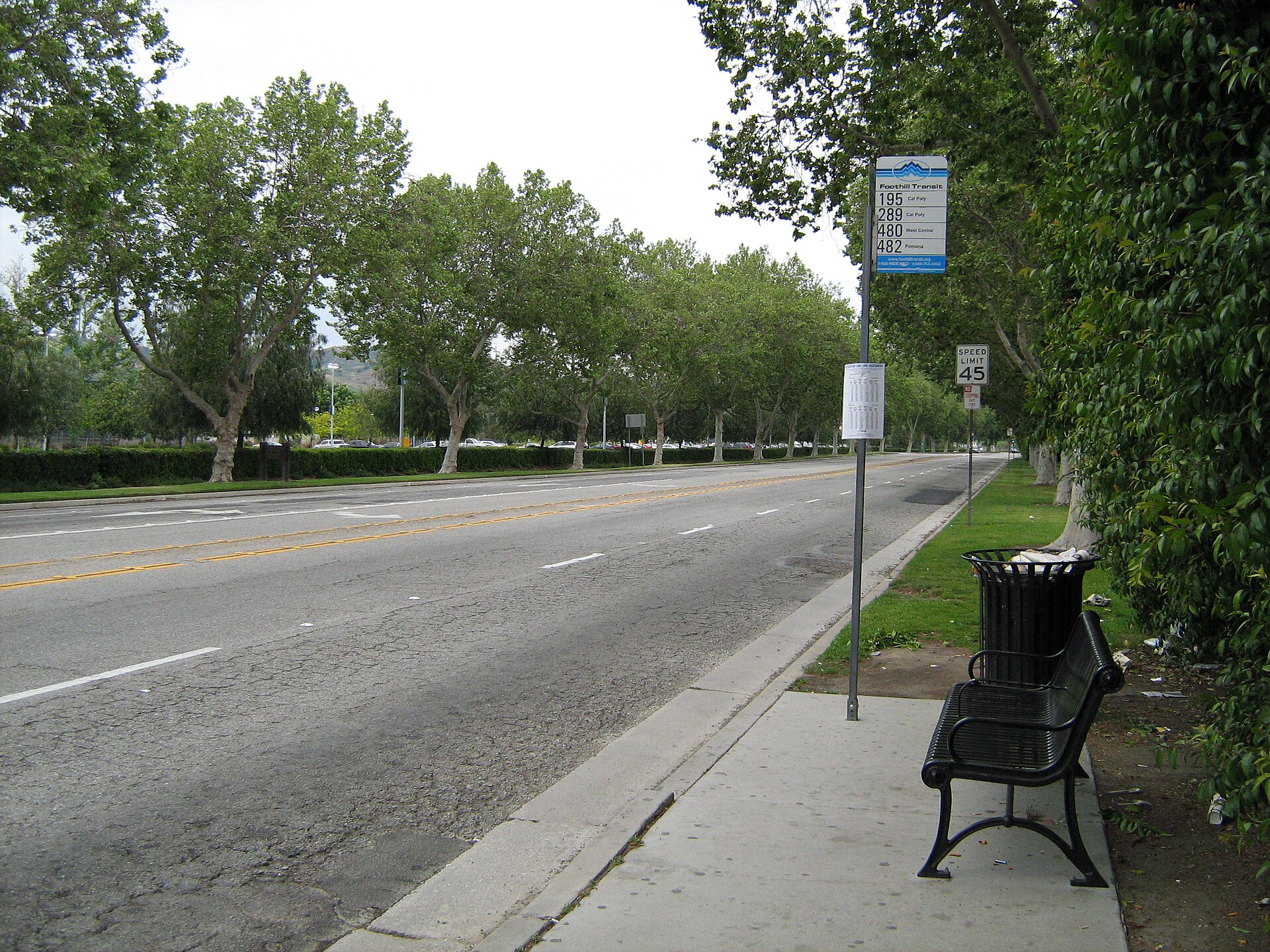 An empty black metal bench and a trash can sit on a concrete sidewalk beside a bus-stop sign, with a wide, tree-lined road and a tall hedge behind.