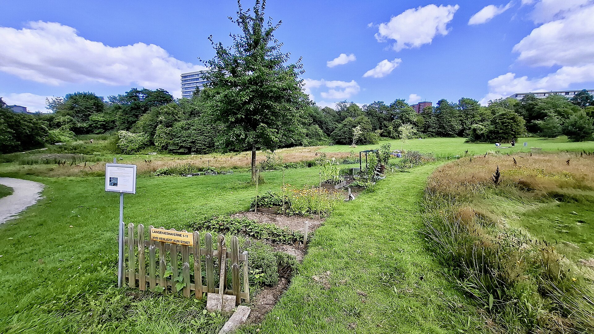 Small fenced garden plots with vegetables and flowers sit in a grassy park, a young tree and a low wooden sign in front and an apartment building in the distance under a blue, partly cloudy sky.