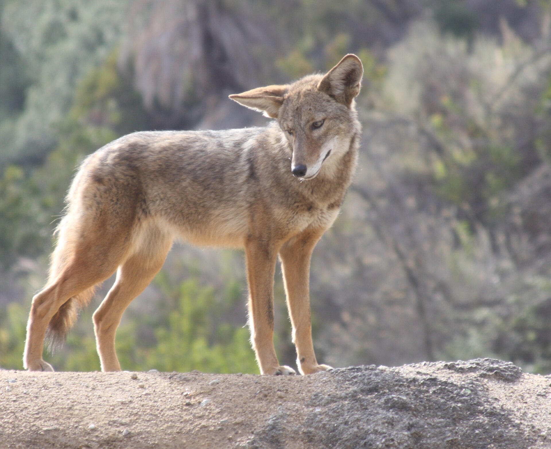 A coyote stands in profile on a bare earthen rise, with out-of-focus green and brown hillside scrub behind it.