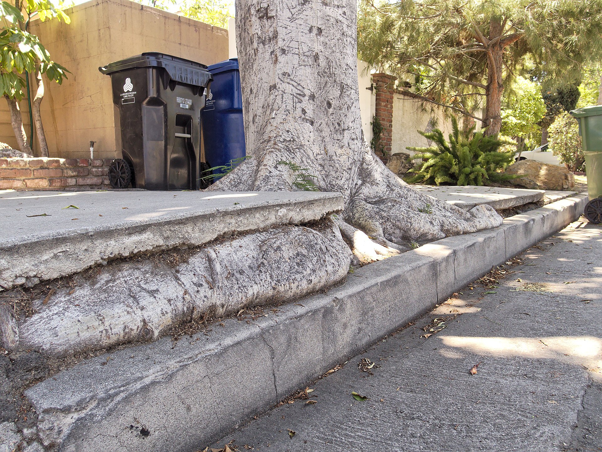 The massive surface roots of a mature tree have buckled and lifted a concrete sidewalk slab beside a curb, with trash and recycling bins and a brick wall behind.